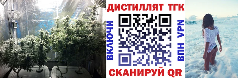Купить закладки  Серафимович  ТГК концентрат 